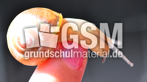 Bänderschnecke (6).jpg